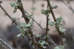 Malacothamnus fasciculatus