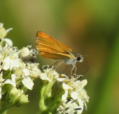 Copaeodes aurantiaca