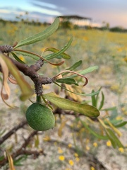 Jatropha dioica