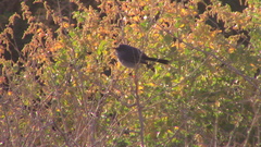 Polioptila