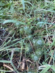 Navarretia intertexta