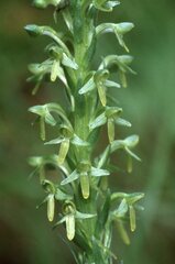 Platanthera limosa