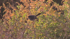Polioptila