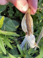 Asclepias tuberosa