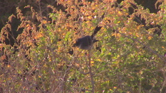 Polioptila