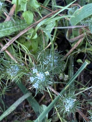 Navarretia intertexta