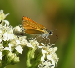 Copaeodes aurantiaca