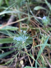 Navarretia intertexta