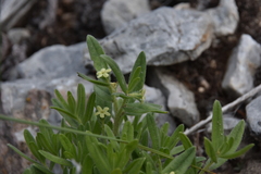 Lithospermum