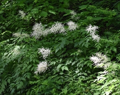 Aruncus dioicus