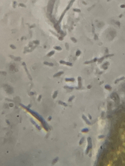 Bacillus