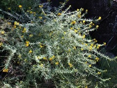 Cleome microaustralica