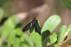 Cyananthrax cyanopterus