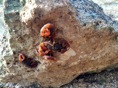 Centruroides ochraceus