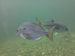 Archosargus rhomboidalis