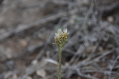 Antennaria parvifolia