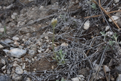 Antennaria parvifolia