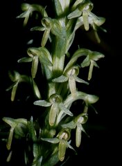 Platanthera limosa