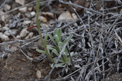 Antennaria parvifolia