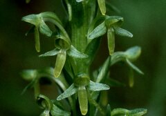 Platanthera limosa