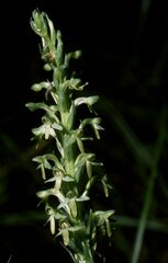 Platanthera limosa