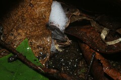 Physalaemus atlanticus