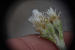 Antennaria parvifolia