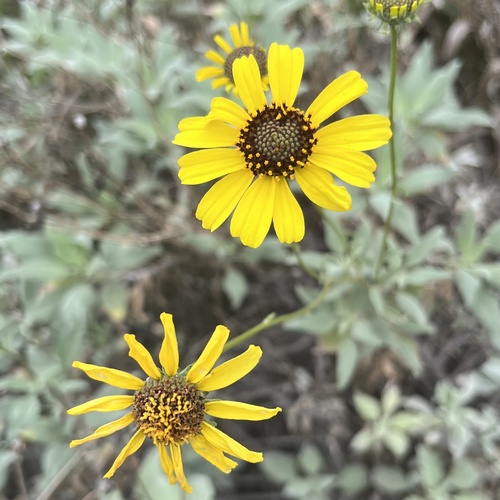 iNaturalist observation photo of California brittlebush