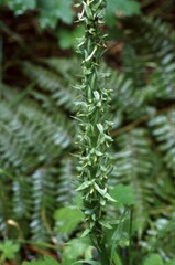 Platanthera limosa