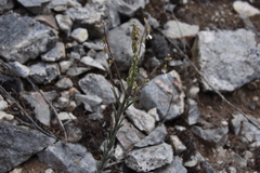 Boechera retrofracta