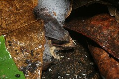 Physalaemus atlanticus