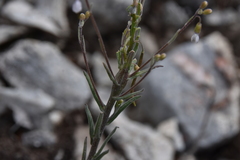 Boechera retrofracta