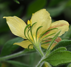 Menodora tehuacana