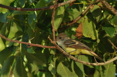 Myiarchus