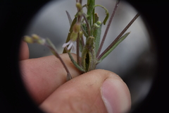 Boechera retrofracta