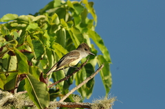 Myiarchus