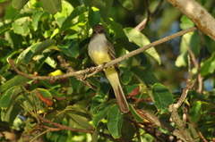 Myiarchus