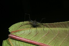 Ubatubesia amplicoxae