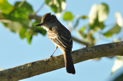 Myiarchus