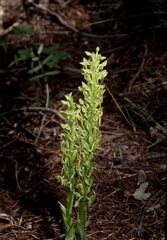 Platanthera brevifolia