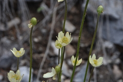 Anemone multifida