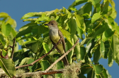 Myiarchus