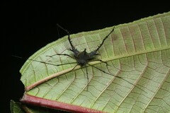 Ubatubesia amplicoxae