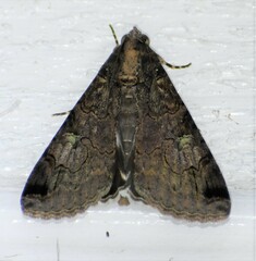 Melipotis famelica