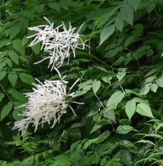Aruncus dioicus
