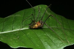 Sodreana barbiellinii