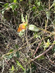 Portulaca umbraticola