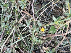 Portulaca umbraticola