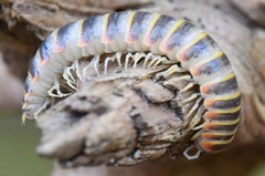 Arthrophaga myriapodina