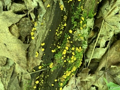 Calycina